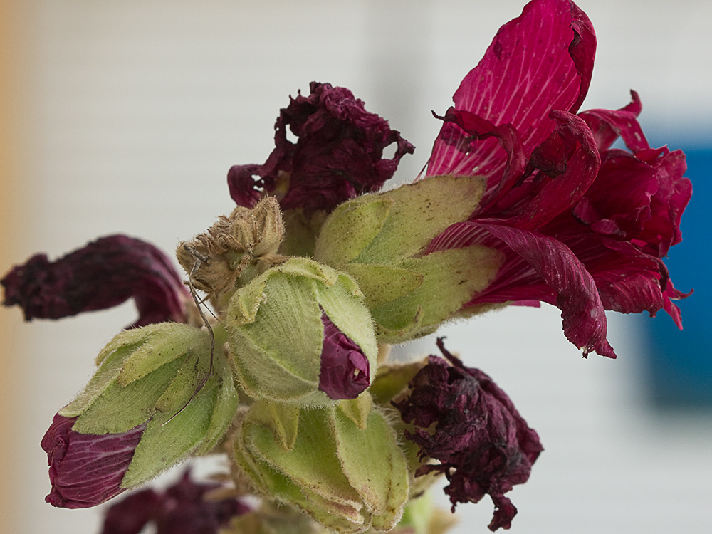 Malva real o malvarosa (Alcea rosea L.)