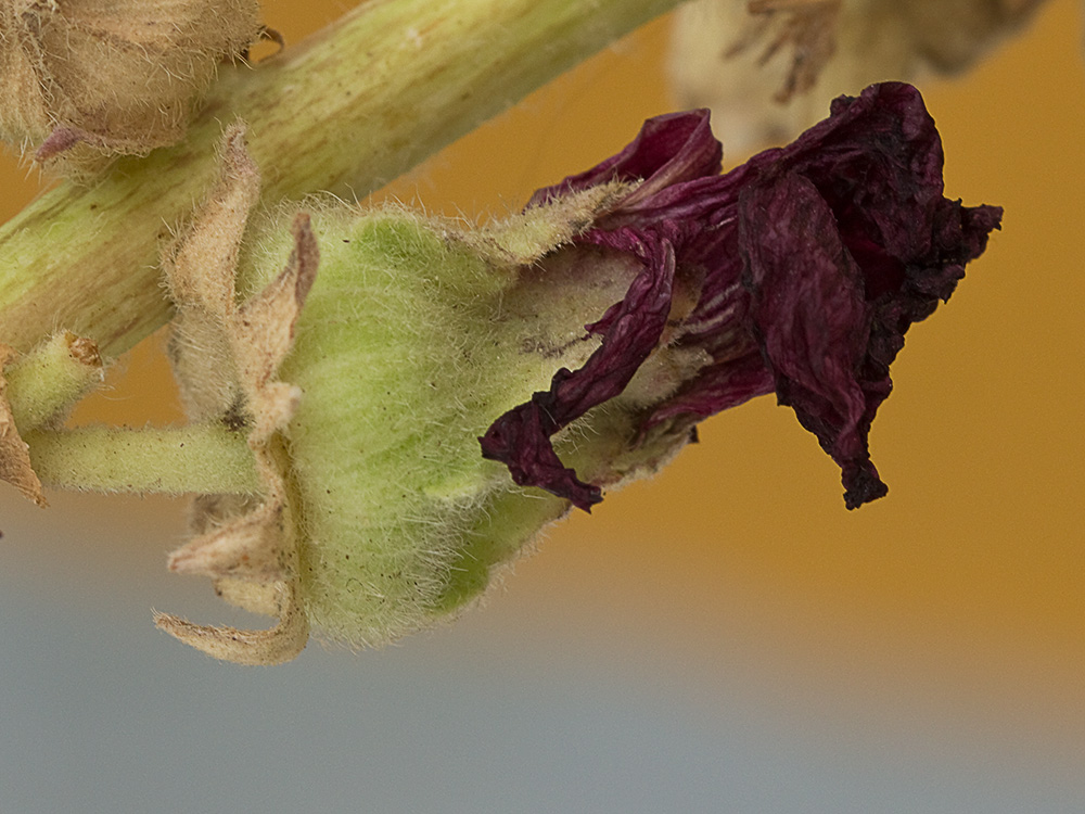 Malva real o malvarosa (Alcea rosea L.)