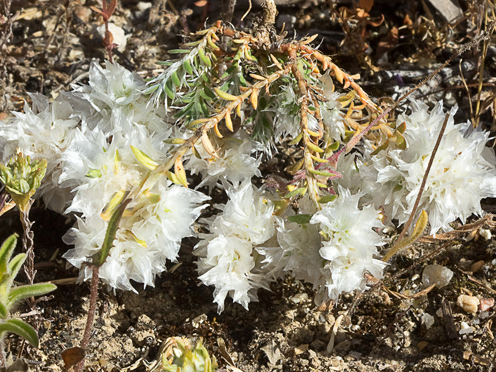 Nevadilla Paronychia capitata 