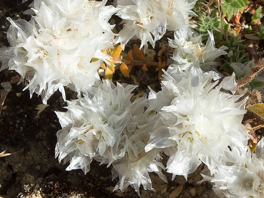 Nevadilla Paronychia capitata 