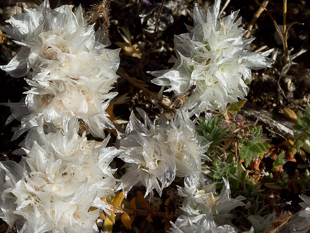 Nevadilla Paronychia capitata 