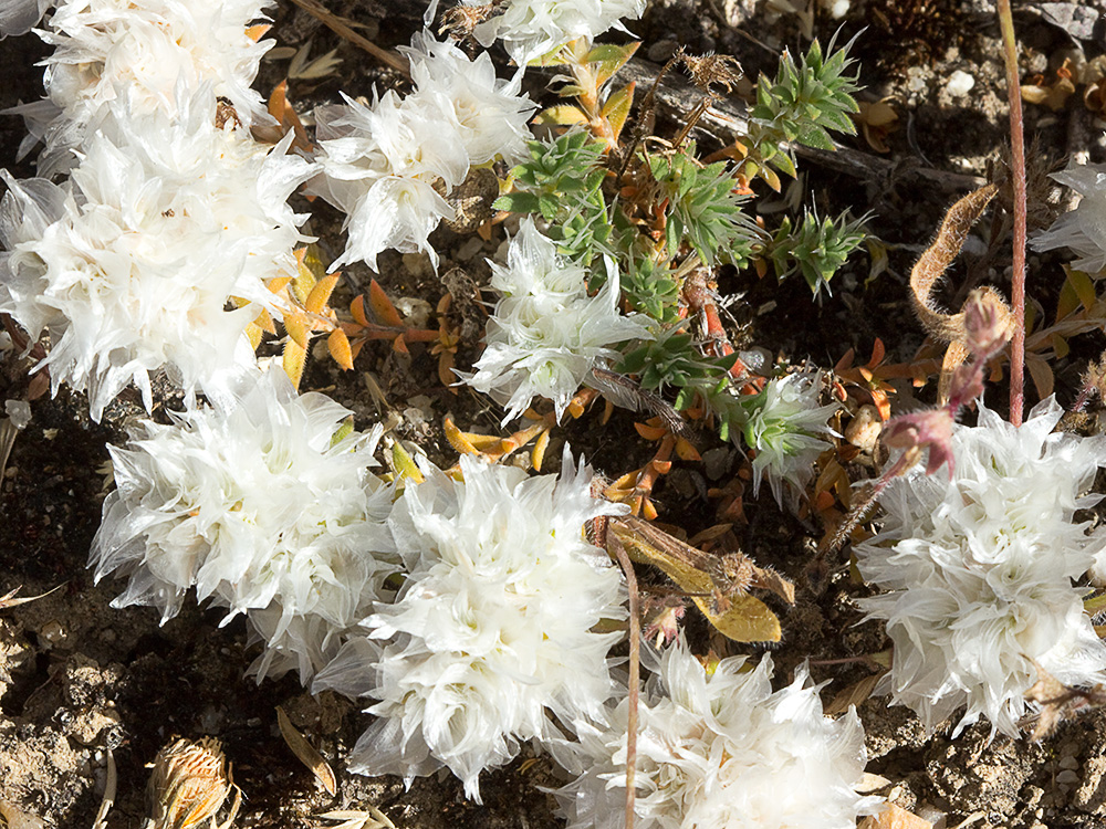 Nevadilla Paronychia capitata 