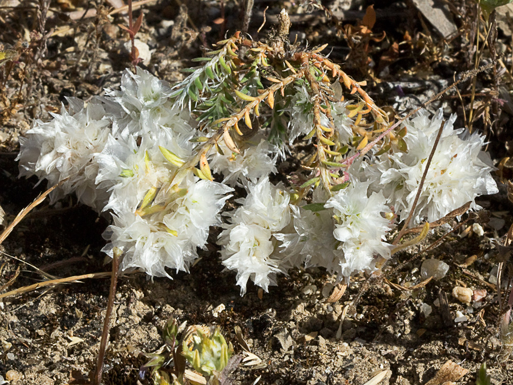 Nevadilla Paronychia capitata 