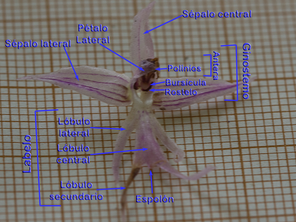 Partes de la anatomía de la Flor del hombre desnudo (Orchis italica)
