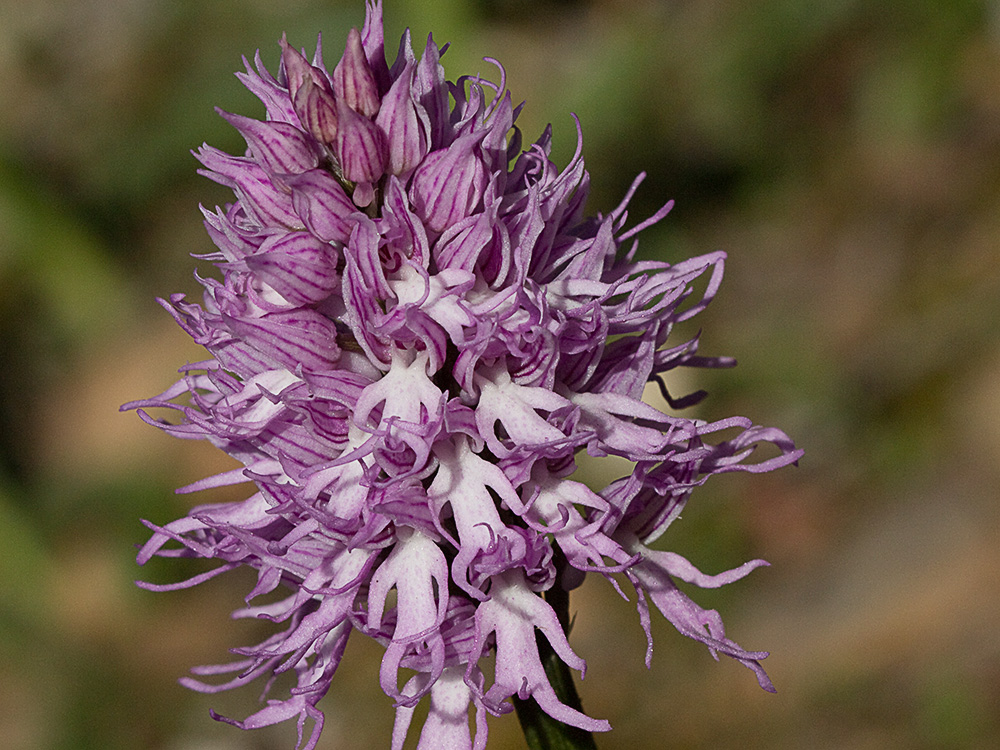 Orchis it&aacute;lica