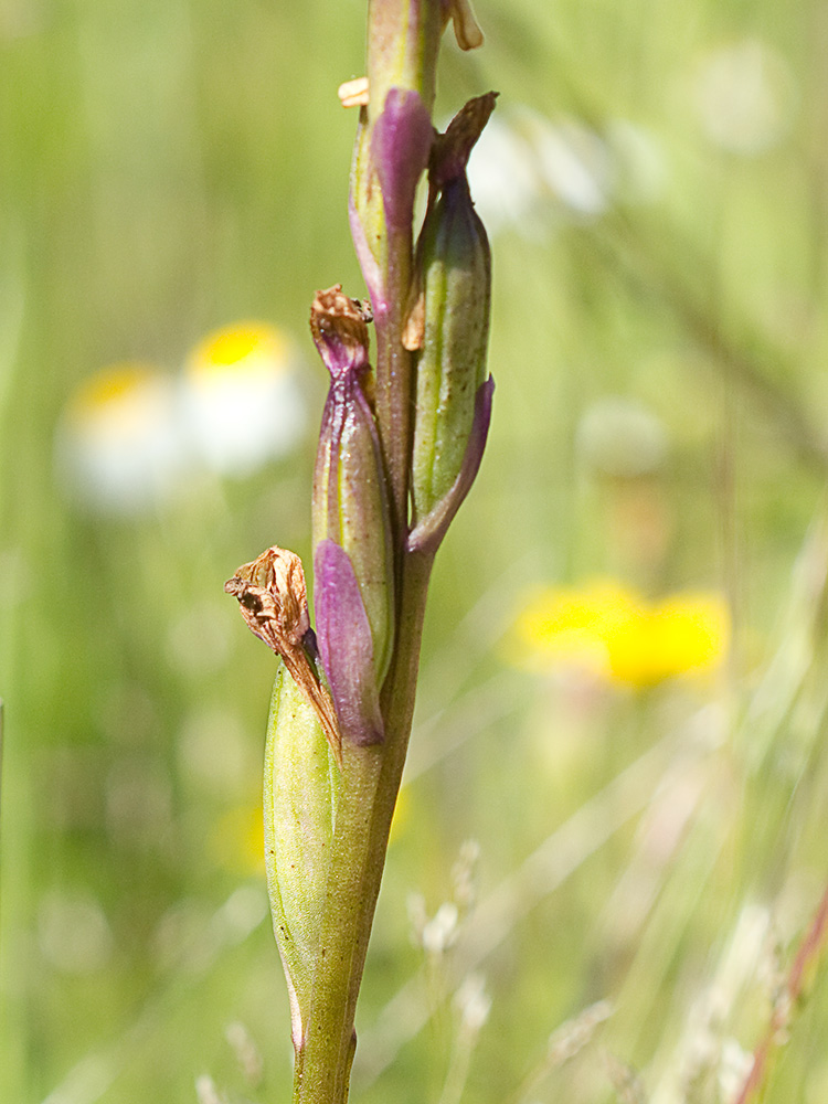 Fruto de la Orquídea de flores laxas (Anacamptis laxiflora)