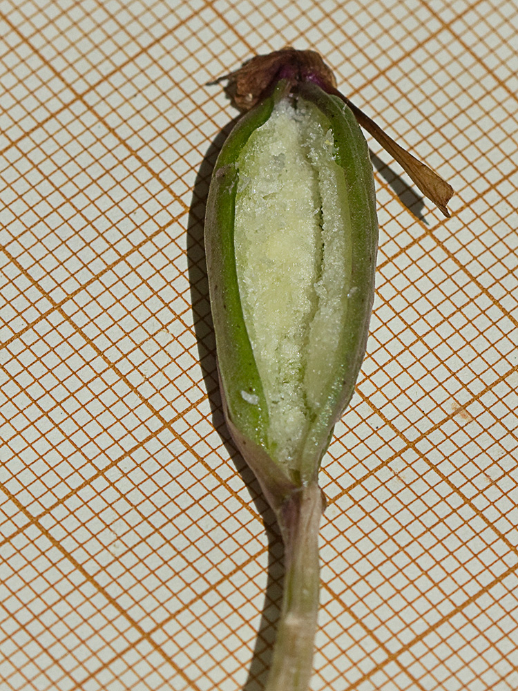 Semillas de la Orquídea de flores laxas (Anacamptis laxiflora)