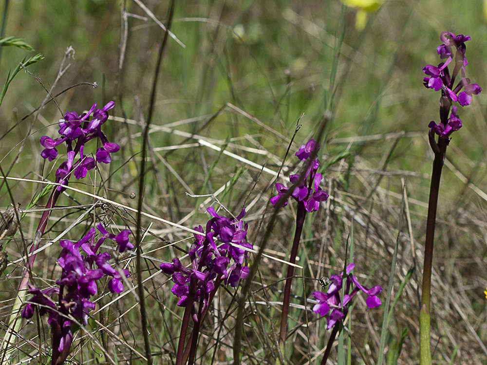 Orquídea de flores laxas (Anacamptis laxiflora)