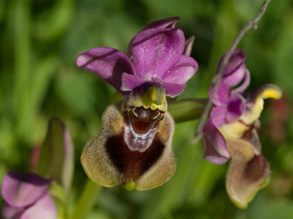 Orquídea avispa (Ophrys tenthredinifera)