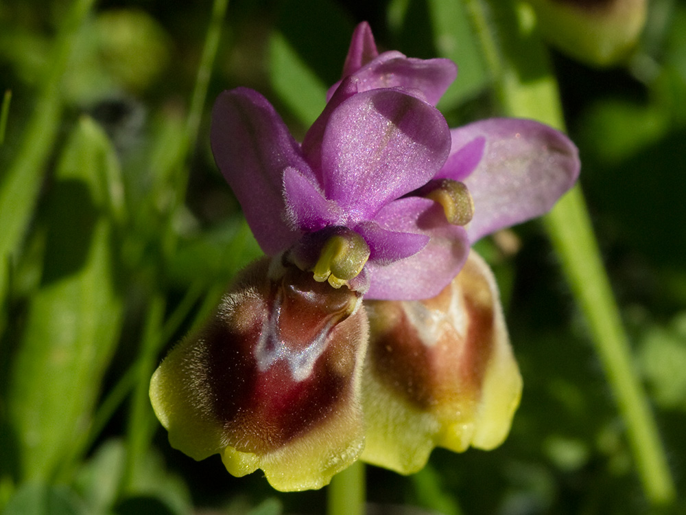 Orquídea avispa (Ophrys tenthredinifera)