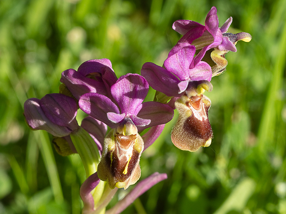 Orquídea avispa (Ophrys tenthredinifera)