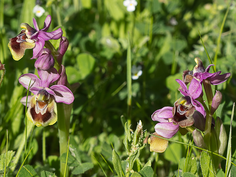 Orquídea avispa (Ophrys tenthredinifera)