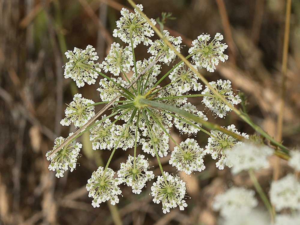 Pimpinela blanca (Pimpinella saxifraga)