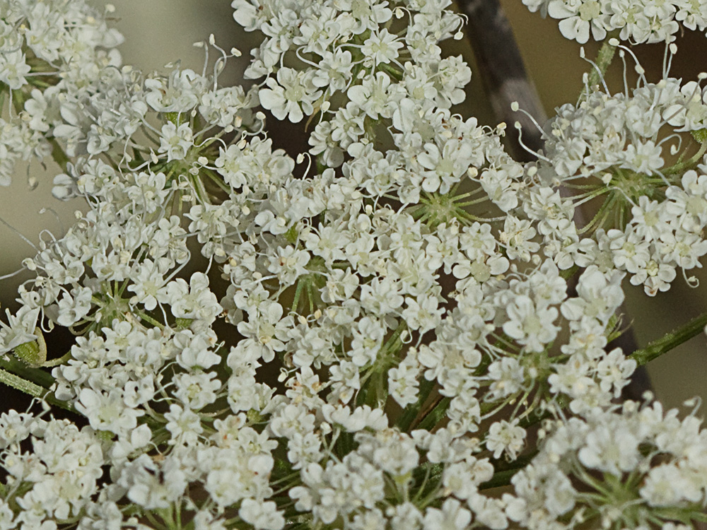 Pimpinela blanca (Pimpinella saxifraga)