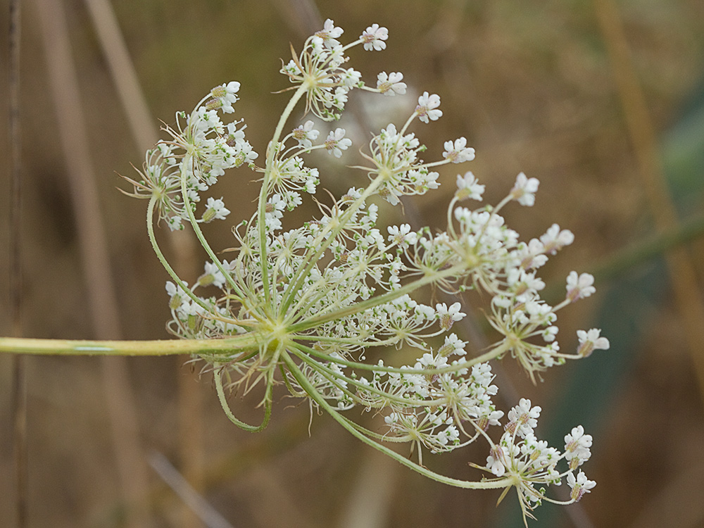 Pimpinela blanca (Pimpinella saxifraga)