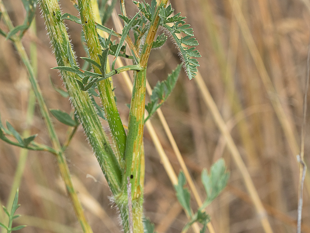Pimpinela blanca (Pimpinella saxifraga)