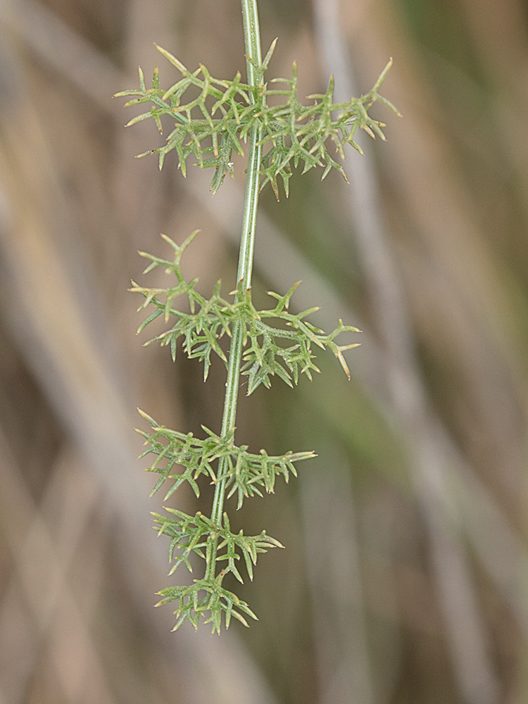 Pimpinela blanca (Pimpinella saxifraga)