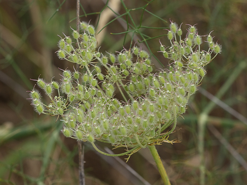 Pimpinela blanca (Pimpinella saxifraga)