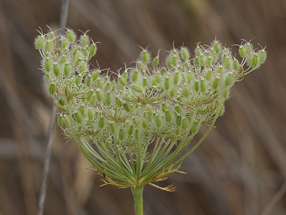 Pimpinela blanca (Pimpinella saxifraga)