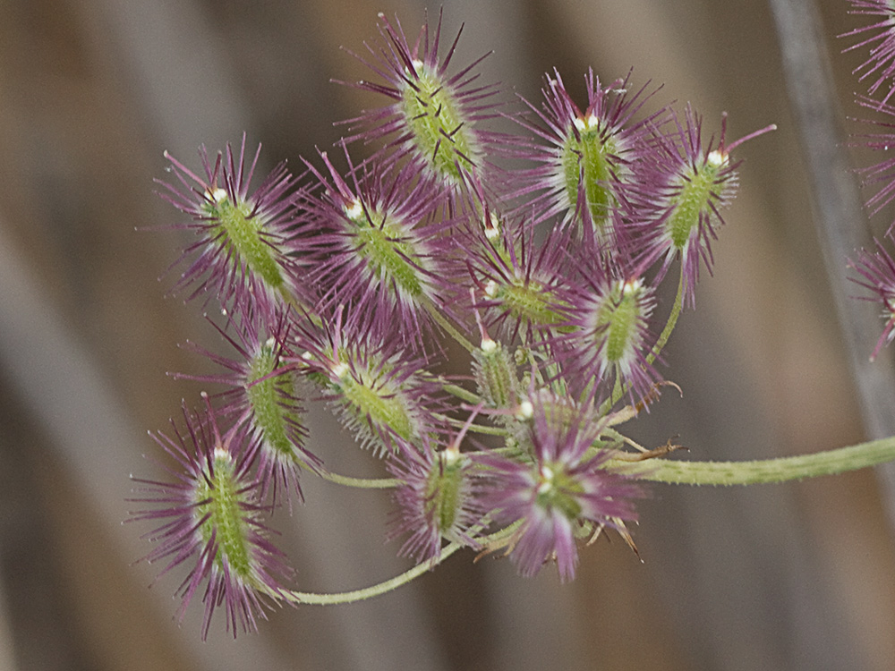 Pimpinela blanca (Pimpinella saxifraga)
