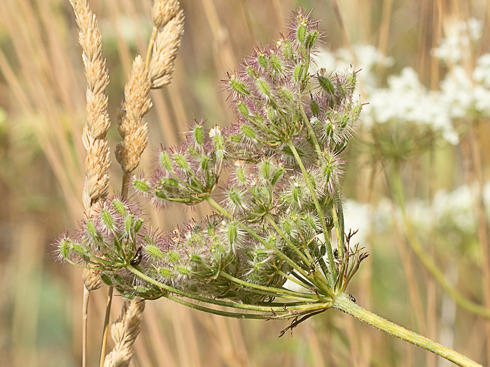 Pimpinela blanca (Pimpinella saxifraga)