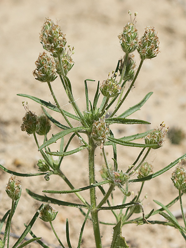 Mata de Zaragatona (Plantago afra)