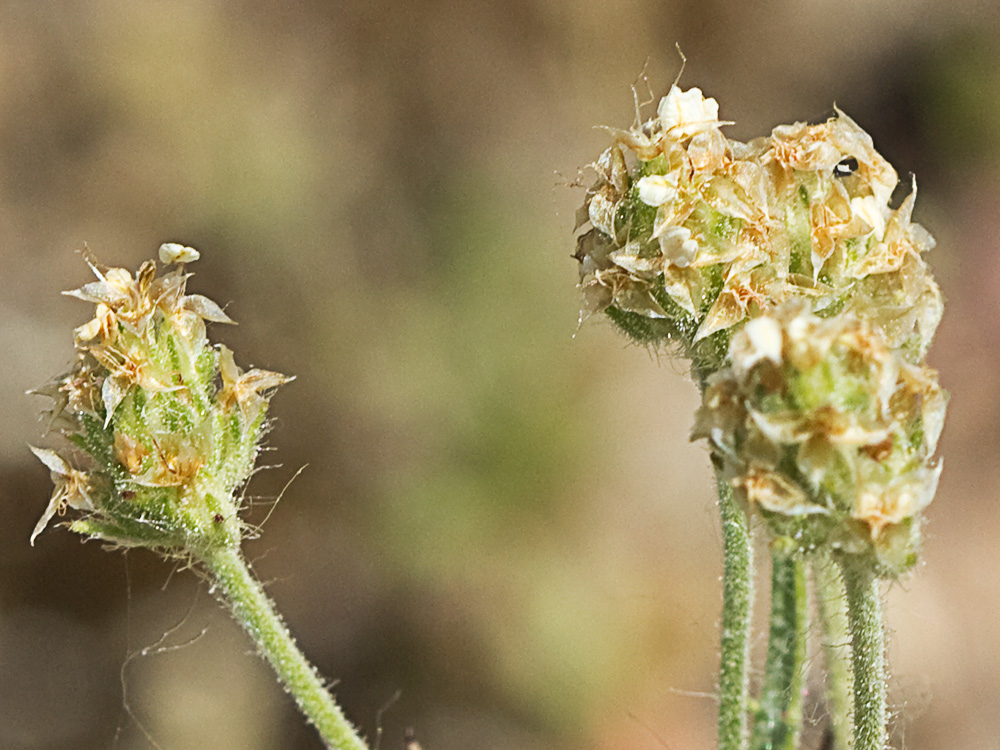 Zaragatona (Plantago afra)