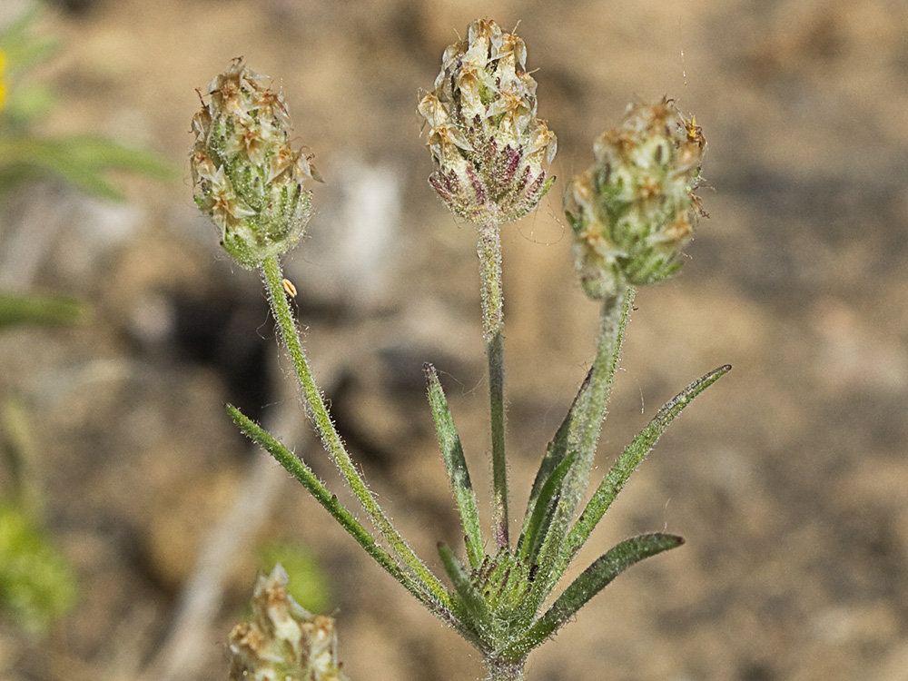 Zaragatona (Plantago afra)