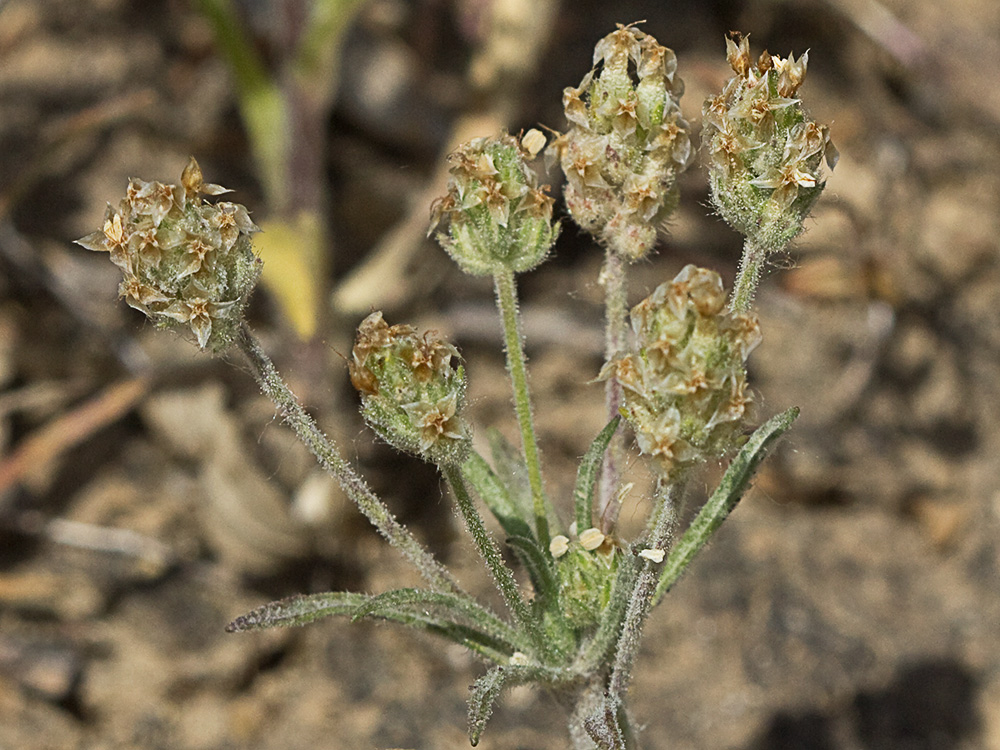 Zaragatona (Plantago afra)