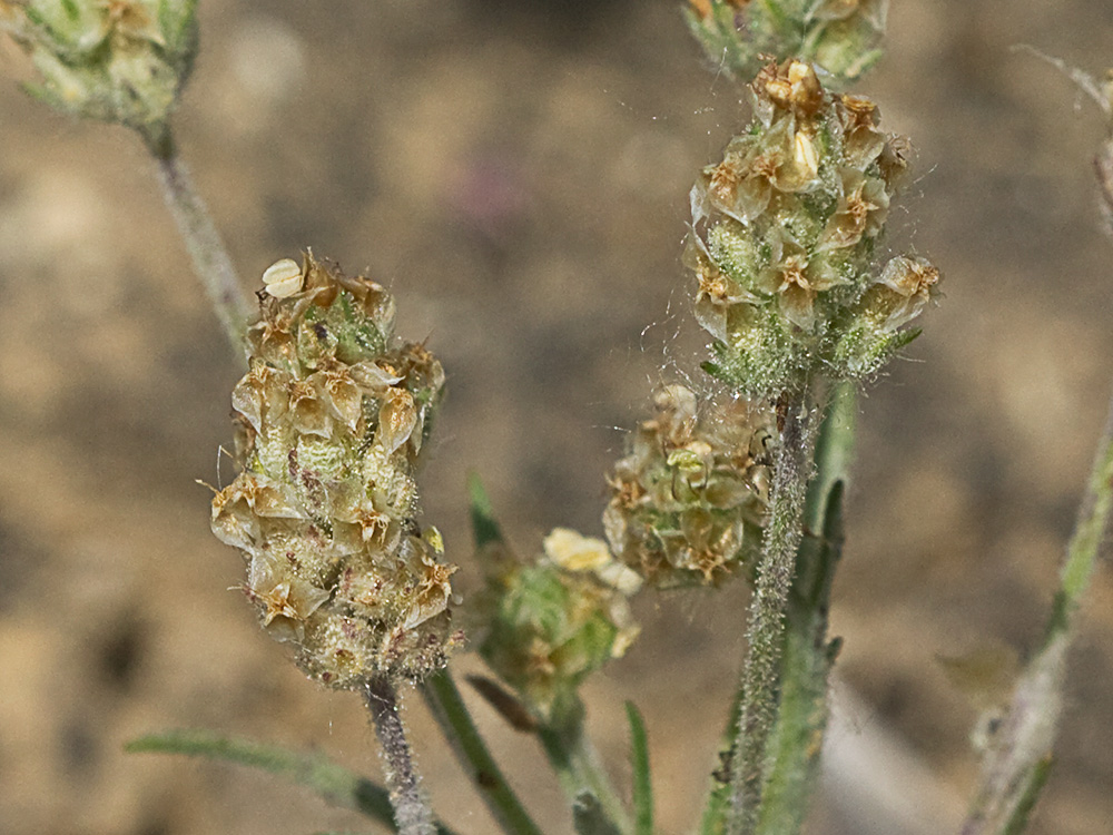 Zaragatona (Plantago afra)