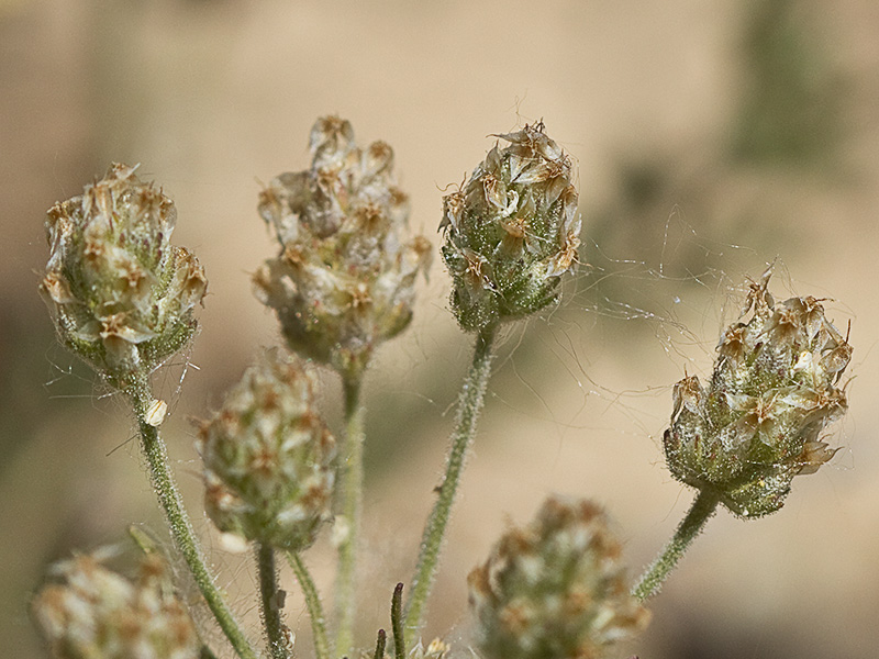 Mata de Zaragatona (Plantago afra)