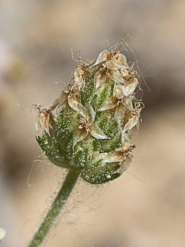 Flor de Zaragatona (Plantago afra)