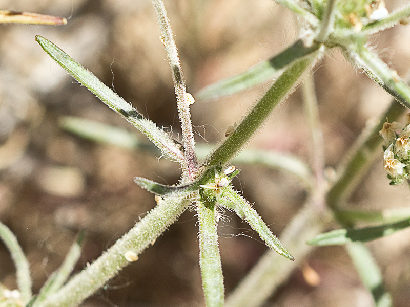 Ramas de Zaragatona (Plantago afra)