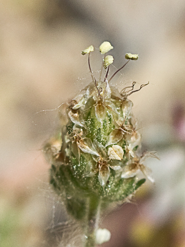 Flor de Zaragatona (Plantago afra)