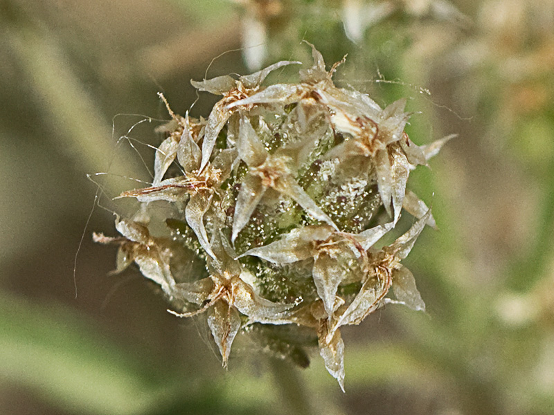 Zaragatona (Plantago afra)