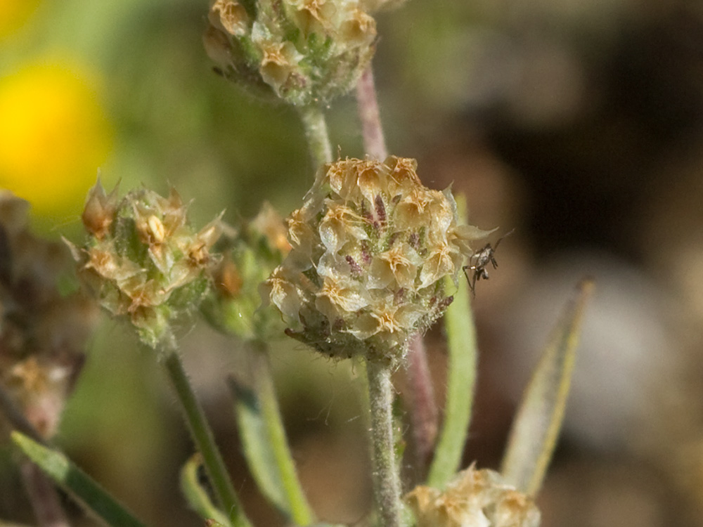 Zaragatona (Plantago afra)