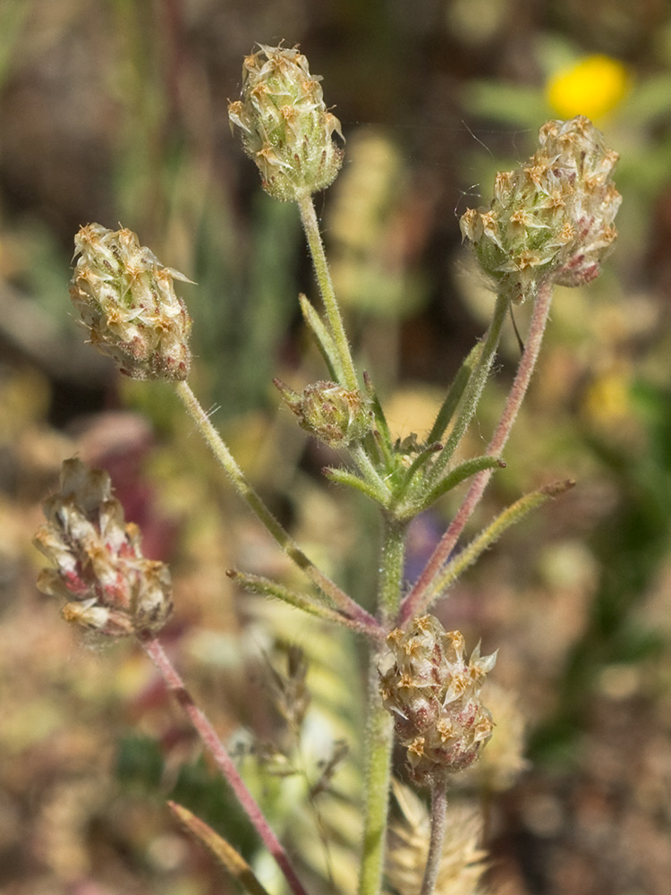 Zaragatona (Plantago afra)