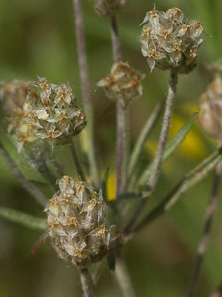 Zaragatona (Plantago afra)