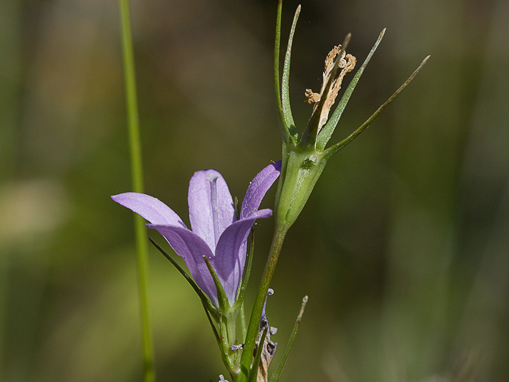 Rapónchigo (Campanula rapunculus)