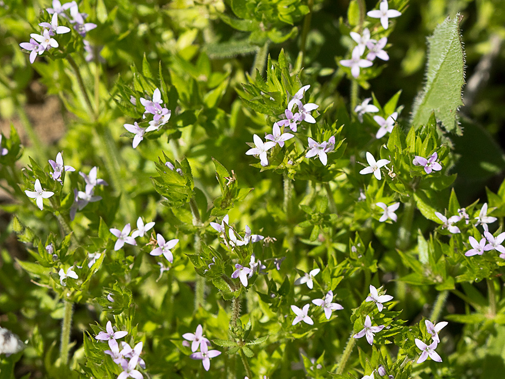 Revoli (Sherardia arvensis L.)