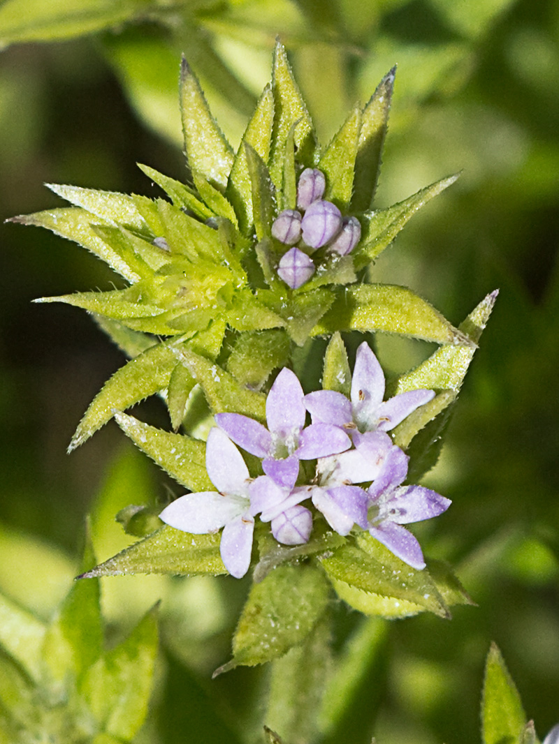 Revoli (Sherardia arvensis L.)