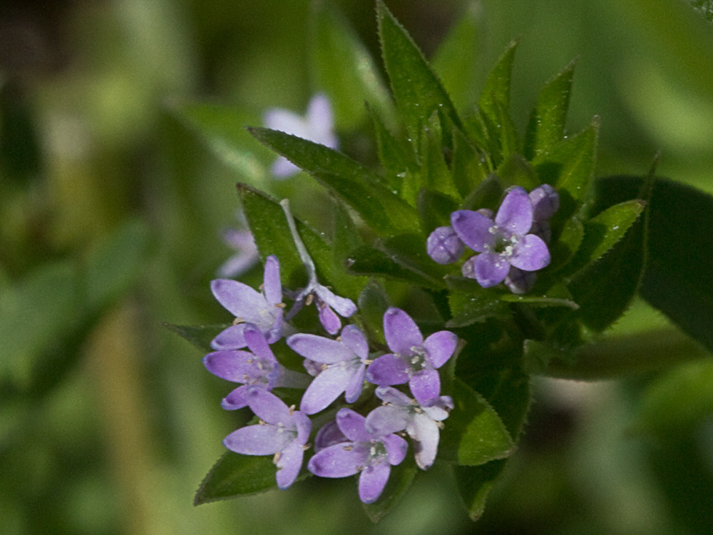 Revoli (Sherardia arvensis L.)