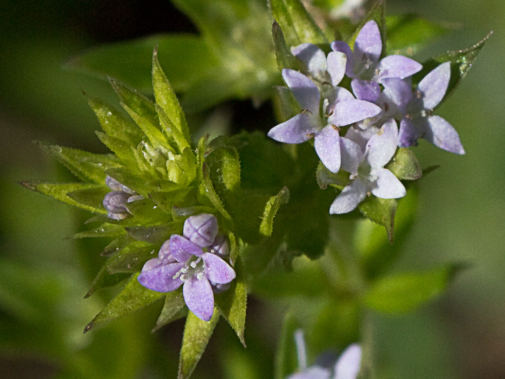 Revoli (Sherardia arvensis L.)