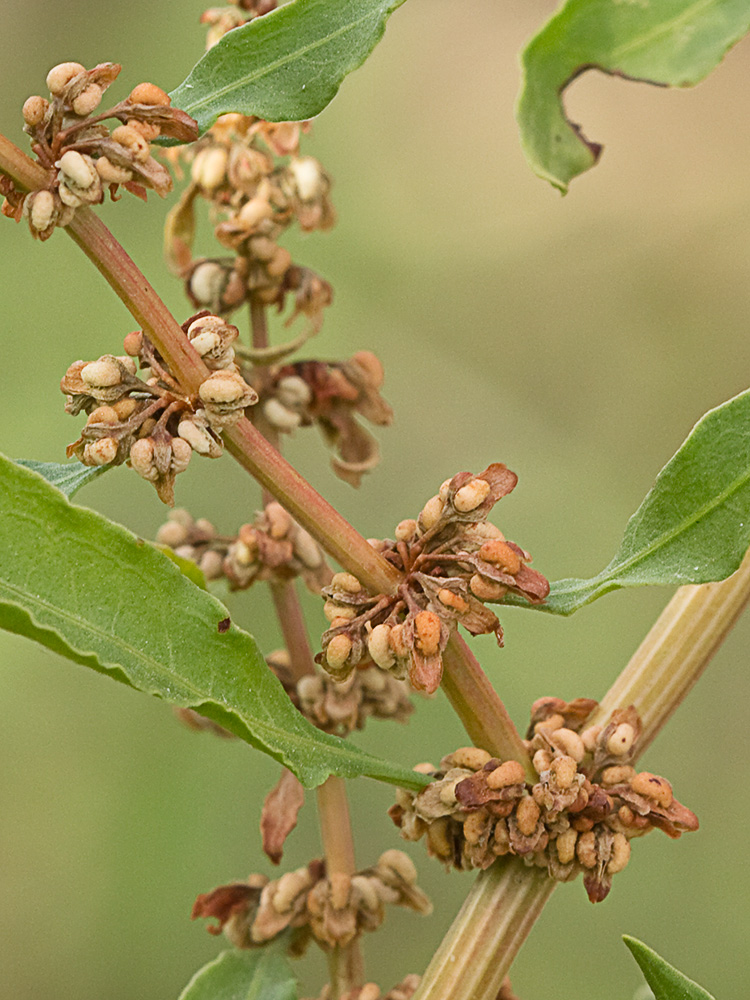 Verticilos de la Romaza aglomerada (Rumex conglomeratus)
