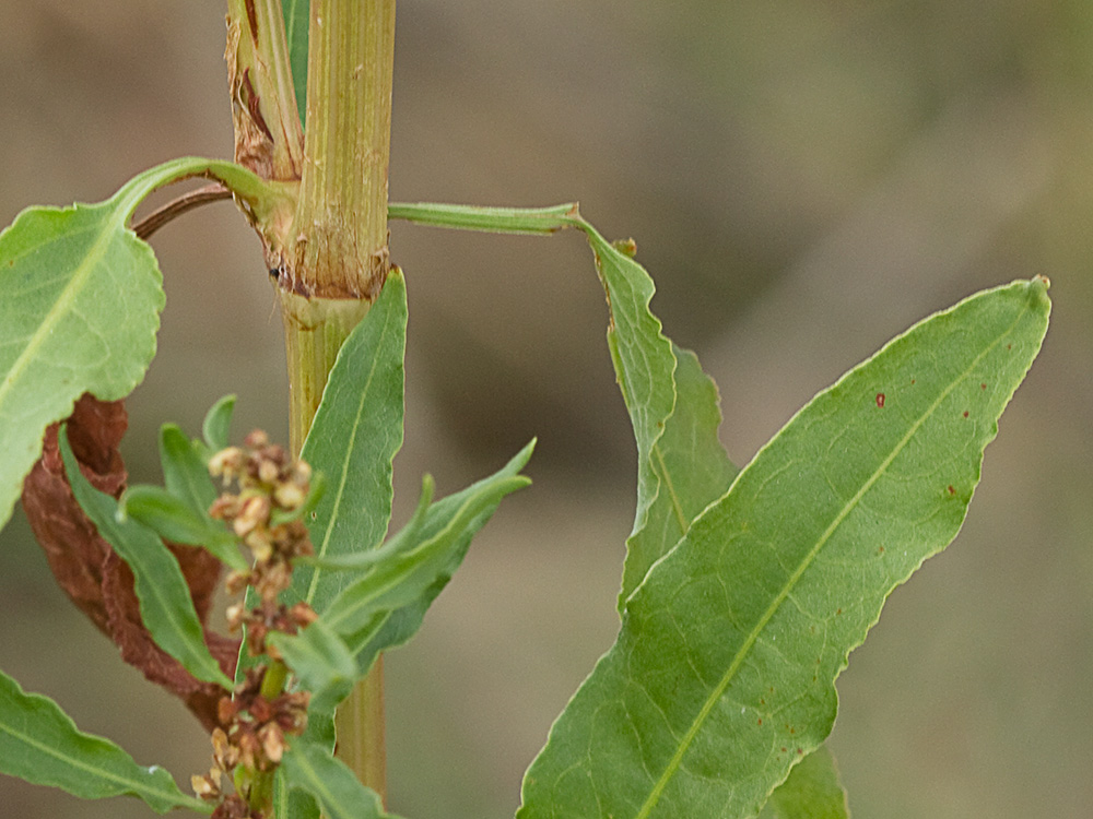 Tallo y ócrea de la Romaza aglomerada (Rumex conglomeratus)
