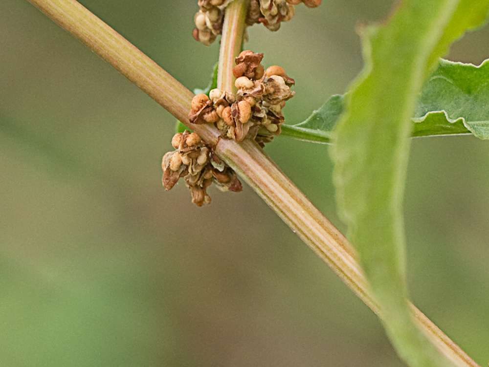 Verticilo de la Romaza aglomerada (Rumex conglomeratus)