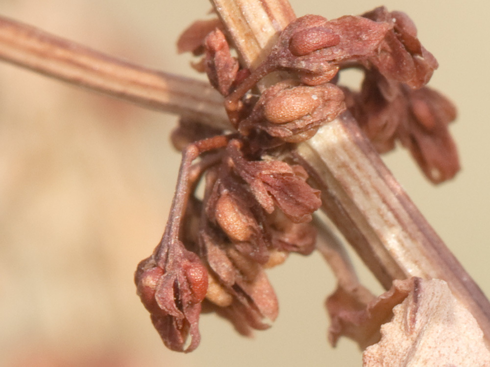 Periantos de la Romaza aglomerada (Rumex conglomeratus)