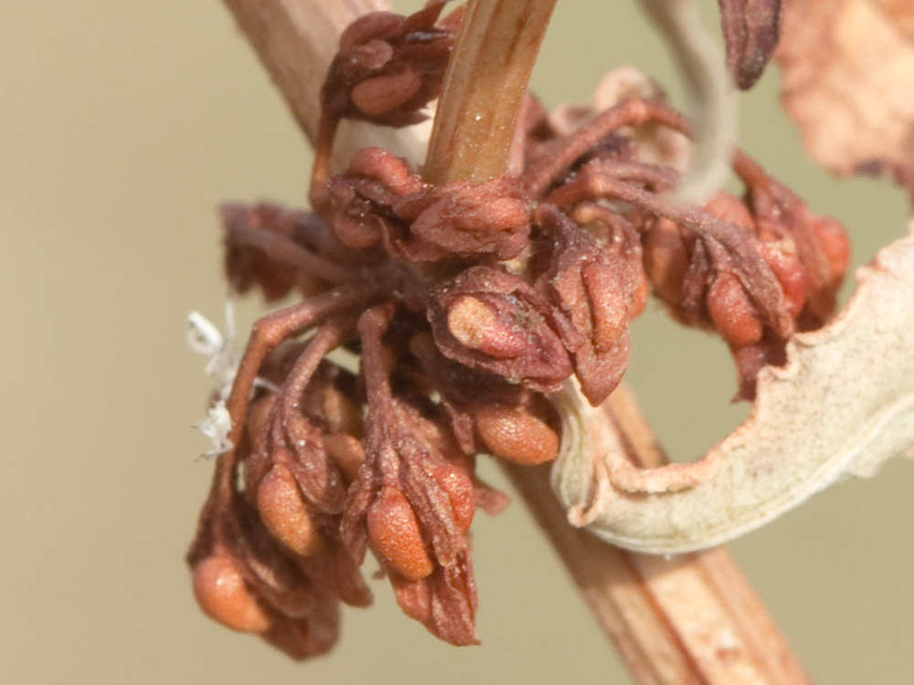 Planta de la Romaza aglomerada (Rumex conglomeratus)