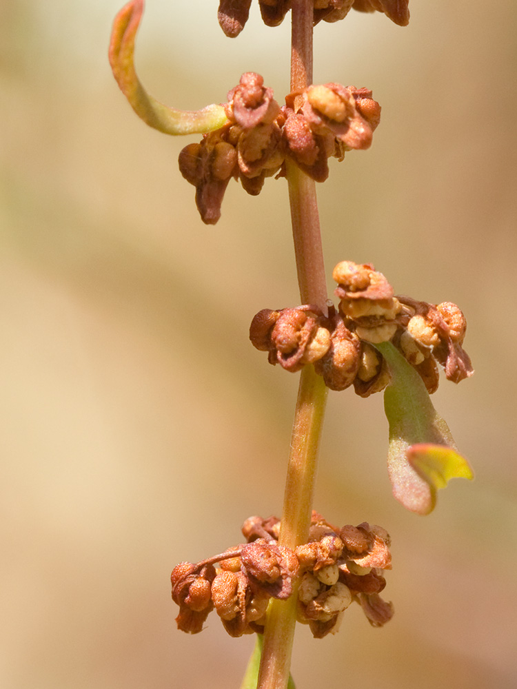 Planta de la Romaza aglomerada (Rumex conglomeratus)