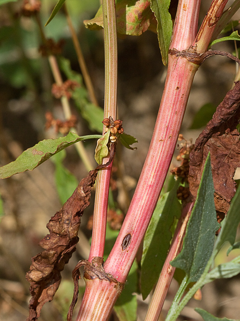 Planta de la Romaza aglomerada (Rumex conglomeratus)